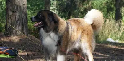 Animaux 4 photo 636467099981612944 2